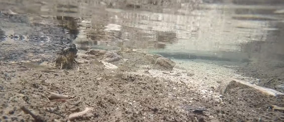 Mountain Lake Minnow